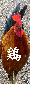 鶏.bmp