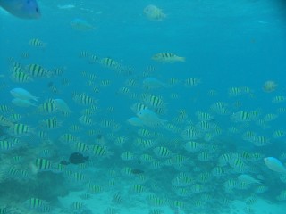 seawalker3.jpg