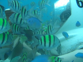 seawalker4.jpg